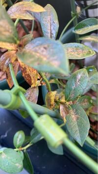 ブルーベリーを育てているのですが グンバイムシと思われる虫により Yahoo 知恵袋