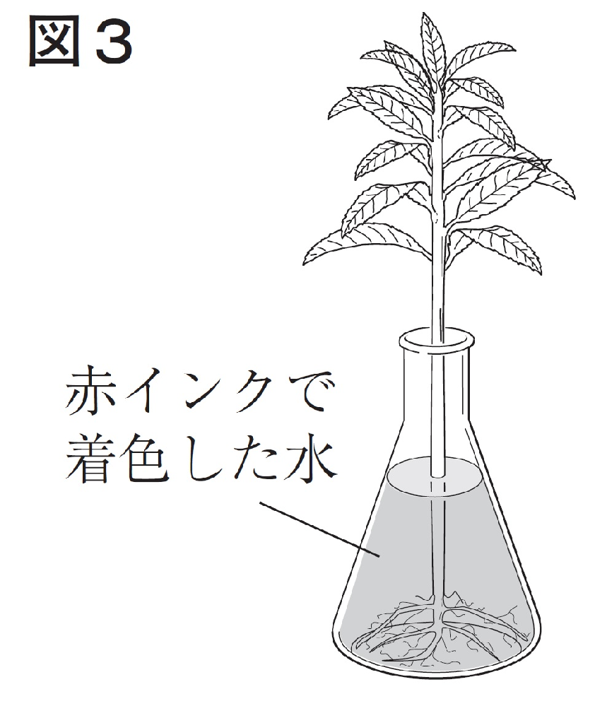 植物の水の吸い上げについて質問です 下の図のように 赤インクで Yahoo 知恵袋