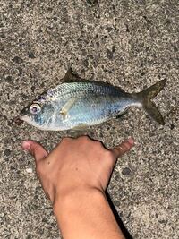 この魚はキビレですか クロサギですか 教えてください Yahoo 知恵袋