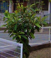 この木の名前を教えてください 中古戸建を購入したのですが Yahoo 知恵袋