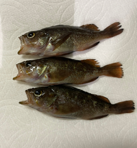 この魚は何ですか 食べられますか 北海道ではガヤと呼ばれることが多い Yahoo 知恵袋