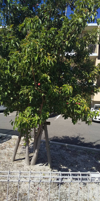 写真の赤い実をつけた木は何という植物でしょうか。
よろしくお願いします。 