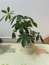 この大きさはもう植え替えた方がいいですかね 観葉植物は観葉 Yahoo 知恵袋