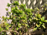 冬あじさいスプリングエンジェルが いつもと違います 冬と梅雨時期に咲 Yahoo 知恵袋