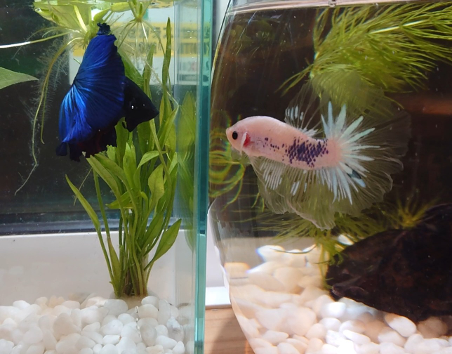 質問すます オスカー2匹 ポリプテルス2匹を60センチ水槽で飼育していますが Yahoo 知恵袋