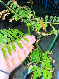 ジャカランダの剪定について教えて下さい １０年ほど前に姉 Yahoo 知恵袋