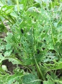 生協で届いた小松菜が穴だらけでした 聞いてみたところ 農薬を Yahoo 知恵袋