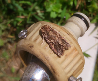 この腐葉土をかぶったような蛾の名前を教えて下さい。 