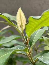 レモンマートルをベランダで育てています 初めて 葉っぱに虫がついてし Yahoo 知恵袋