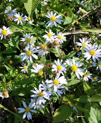 この花の名前は何ですか コロナかで疲れて息抜きがてらに 人気のない田んぼ道 Yahoo 知恵袋