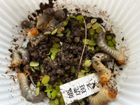 この芋虫はコガネムシでしょうか ススキの苗を植えた植木鉢からいっぱい出て来 Yahoo 知恵袋