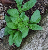 桃色昼咲き月見草ですが 最初は順調に花が咲いていたのですが最近葉っぱ Yahoo 知恵袋