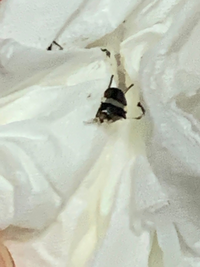 これってやっぱりゴキブリですかね 赤ちゃんがたまたま入り込むってことはあるので 教えて 住まいの先生 Yahoo 不動産