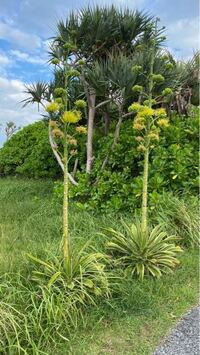アガベ ベネズエラの開花は100年に一度くらい珍しいと聞いたので Yahoo 知恵袋