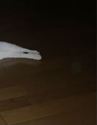 先程撮った写真にオーブらしき物が猫ちゃんの手の横に写っていたんですがこれは Yahoo 知恵袋