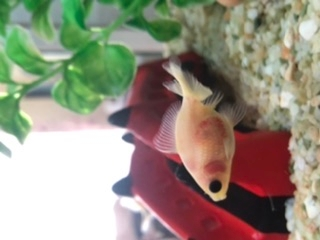 金魚のピンポンパール 赤ちゃんです のお腹が赤くなっていました これは赤班 Yahoo 知恵袋