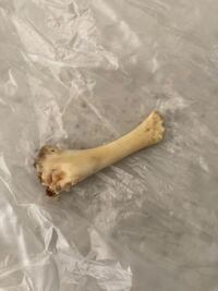 犬に寄生した マンゴワームをびり出す画像を観るのが好きで毎日観 Yahoo 知恵袋