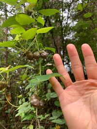 山で芋がついているツルを見つけましたが食べれるムカゴなのか 食べ Yahoo 知恵袋