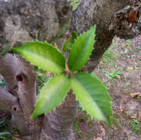 長年ギンモクセイだと思っていた木が葉に鋸歯があることからギンモク Yahoo 知恵袋