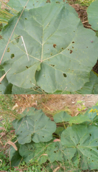 この野菜のような大きな葉を持つ植物の名前を教えて下さい 葉の大きさは50ｃ Yahoo 知恵袋