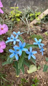 この花の名前は何ですか オキシペタラム ブルースター ルリ Yahoo 知恵袋