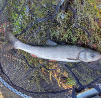 多摩川の調布市で釣れたのですが 魚種は何でしょうか 約３０cmほ Yahoo 知恵袋