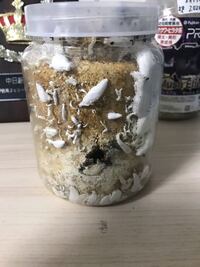 オオクワガタの幼虫を菌糸瓶に入れて 5ヶ月あまり 菌糸瓶にキノコが生 Yahoo 知恵袋