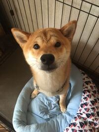 柴犬オス1歳を飼ってますが もう一頭柴犬を迎えたいです 柴の多頭 Yahoo 知恵袋