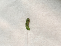 パンツ一丁で外を歩いていたら犯罪になりますか 公然猥褻罪や迷 Yahoo 知恵袋