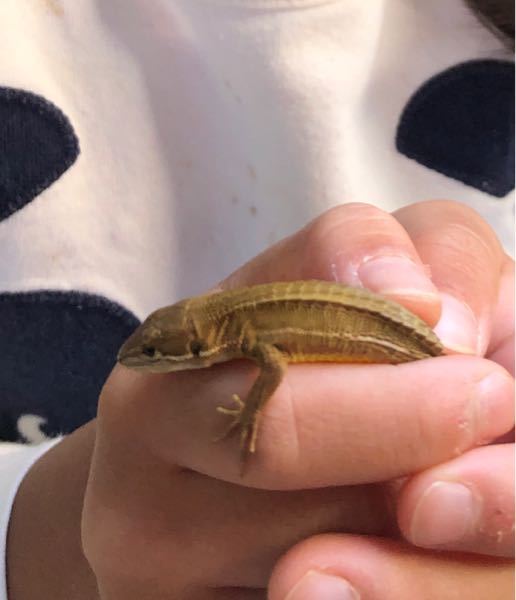 回答リクエストです たった今 窓の外でミンミンゼミが鳴いていました Yahoo 知恵袋