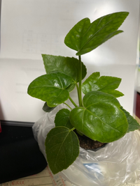 この植物の名前を教えてください ヤツデの芽生えだと思います Http Yahoo 知恵袋