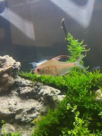 これって何ていう熱帯魚ですか 今日なんか可愛くて飼ったんで Yahoo 知恵袋