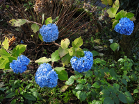 毎年ですが ６月に花を咲かせるアジサイ その後毎年雪のふる頃まで Yahoo 知恵袋