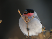 鳥好きな皆様へ世界中で一番かわいい鳥は ウソ でようございますか Yahoo 知恵袋