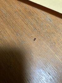 最近 家の中でこの小さな虫を見かけます ゴギブリの赤ちゃん Yahoo 知恵袋