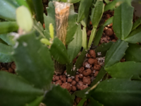 【これは白絹病ですか？】 写真のシャコバサボテンの土の表面と茎のあたりに白いつぶつぶかあります。
虫の卵ではなさそうです。

隣に置いてあるポトスの鉢にも同じようなつぶつぶが土の表面にあります。