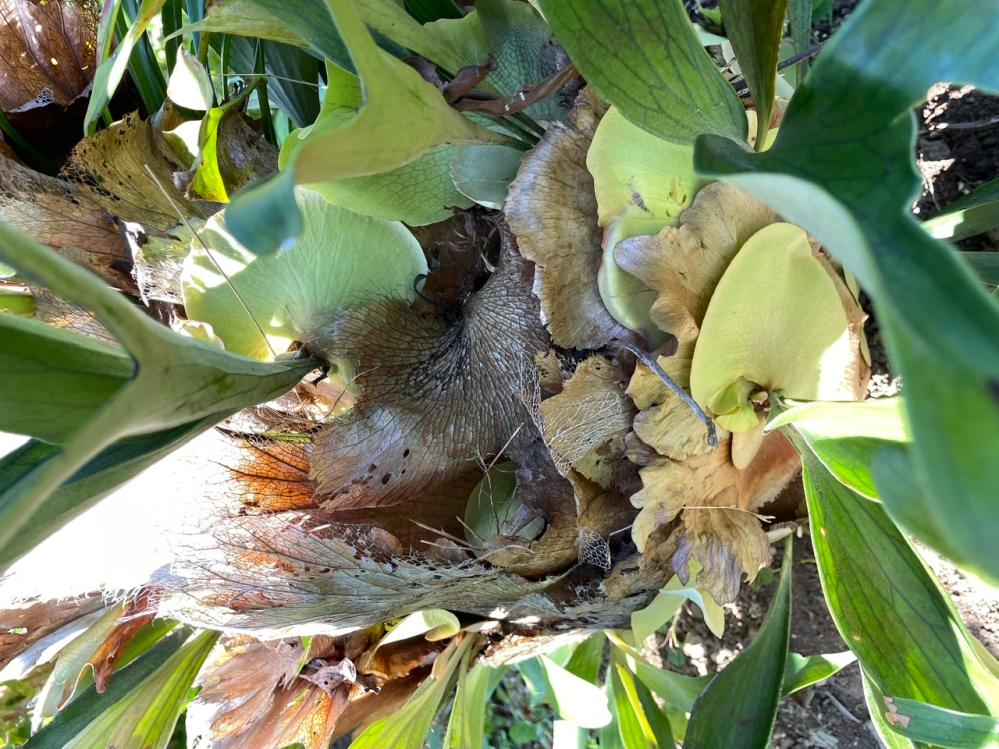 フィカス ソフィアという観葉植物は 動物に影響ありますか 犬と猫がいます Yahoo 知恵袋