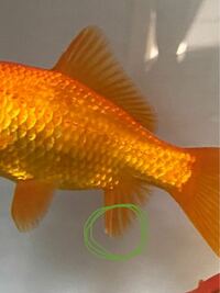 金魚飼育に詳しい方ご下さい。 数日前に金魚の鰭に白い出来物を見つけました。
鰭全体に広がる感じでも無く、1箇所のみです。

病気の初期症状でしょうか？
または、ニキビの様な物なのでしょうか？