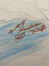 桜の木を鉛筆で描く方法を教えてください 卒業文集のイラストを描くように Yahoo 知恵袋