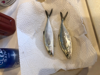 幻のイトウが 以前函館に遊びに行った時 Yahoo 知恵袋