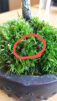 苔から変なものが生えてきた カビ 別の種類の苔 詳しい方教えてく Yahoo 知恵袋
