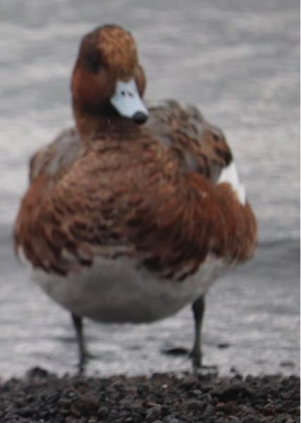 この鳥はなんという種類ですか マガモかカルガモでしょうか Yahoo 知恵袋