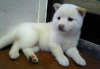 拾い画ですが 何犬だと思いますか 毛皮は白いが 黒目だからアルビノではない Yahoo 知恵袋