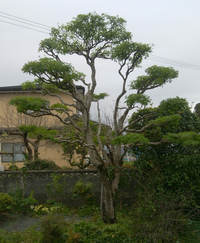 もみじを剪定してみました率直な感想聞かせて下さいよろしくお願い致します Yahoo 知恵袋