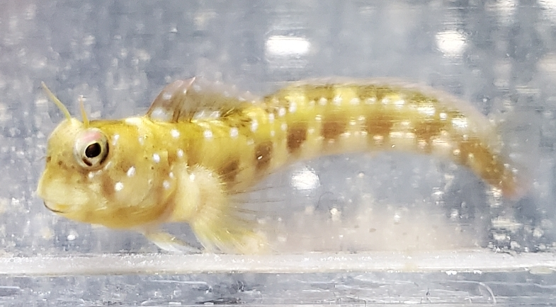 金魚の糞に異変が 最近3匹のうち 2匹の金魚の糞が気泡混じりになりました Yahoo 知恵袋