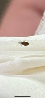 1ミリもない程の この黒い虫が家の中でたくさん見つかりました 第一に発見し Yahoo 知恵袋