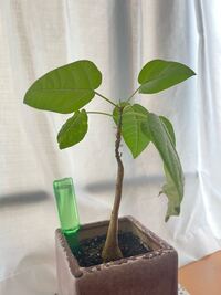 観葉植物の鉢に土を隠すマルチングのヤシの木の繊維のようなものをおいてみました Yahoo 知恵袋