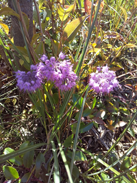 低山にネギの花のような花が咲いていました 鮮やかな青紫色の花です 名前を教 Yahoo 知恵袋
