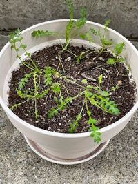 初めての花植え このネモフィラをどうしてあげたらいいか分かりません Yahoo 知恵袋