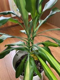 家に観葉植物 ドラセナ パキラ があるのですが ドラセナが黄色びてきました Yahoo 知恵袋